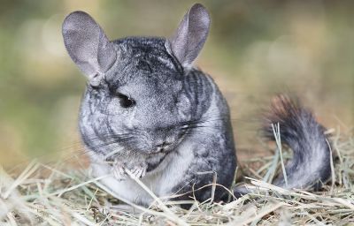 Liste des plantes toxiques pour les chinchillas