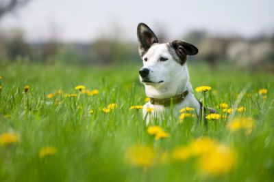 Liste des plantes toxiques pour les chiens