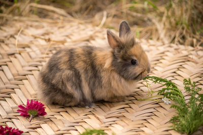 Liste des plantes toxiques pour les lapins