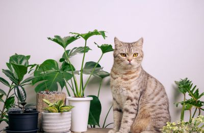 Liste des plantes toxiques pour les chats