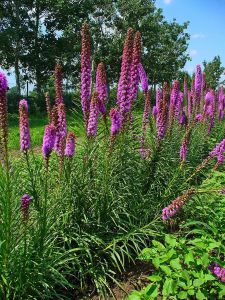 Liatris Spicata