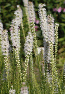 Plume du Kansas 'Alba'