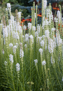 Liatris Spicata 'Alba'