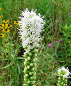 Liatris Spicata 'Alba'