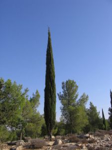 Cupressus sempervirens