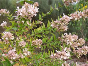 Abelia chinensis