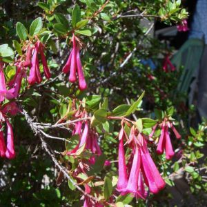 Abelia floribunda