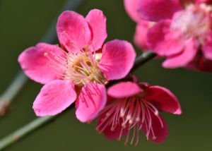 Prunus mume 'Beni-Chidori'