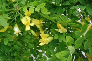 Caragana arborescens