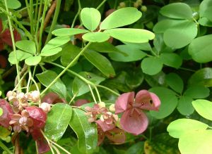 Akebia quinata