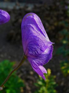 Aconitum carmichaelii 'Arendsii'