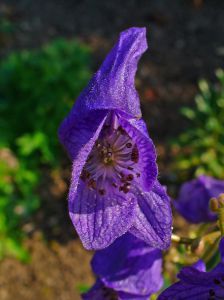 Aconitum carmichaelii 'Arendsii'