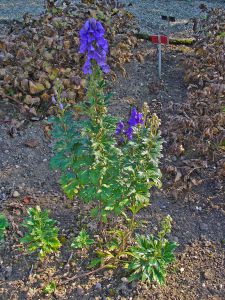 Aconitum carmichaelii 'Arendsii'