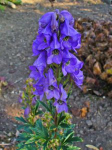 Aconitum carmichaelii 'Arendsii'