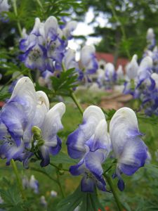 Aconitum x cammarum