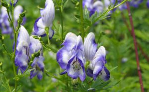 Aconit x cammarum 'Bicolor'