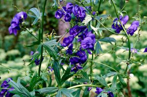 Aconitum 'Spark'