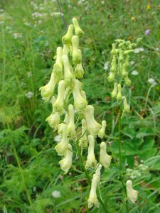 Aconitum lamarckii