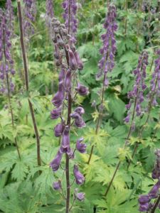 Aconitum septentrionale