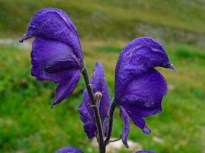 Aconitum napellus