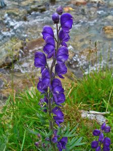 Aconitum napellus