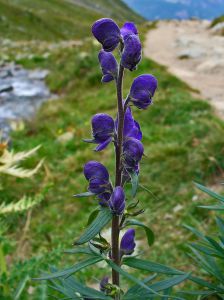 Aconitum napellus