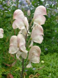 Aconitum napellus 'Rubellum'