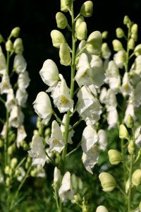 Aconitum napellus 'Schneewittchen'