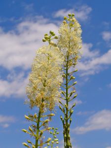 Cimicifuga racemosa