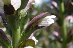 Acanthus hungaricus