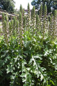 Acanthus hungaricus