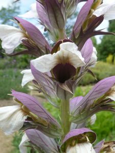 Acanthus spinosus