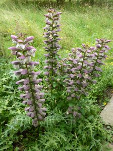 Acanthus spinosus