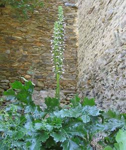 Acanthus mollis