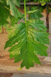 Acanthus mollis