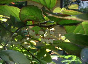 Actinidia kolomikta