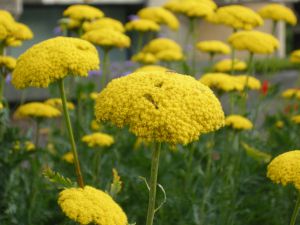 Achillea filipendulina