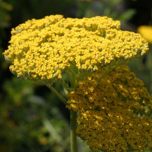 Achillea filipendulina 'Cloth Of Gold'