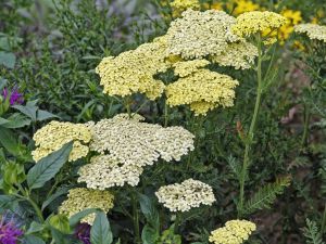 Achillea filipendulina 'Credo'