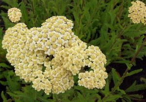 Achillée millefeuille 'Hoffnung'