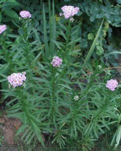 Achillea sibirica 'Love Parade'