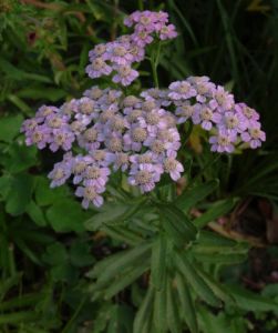 Achillea sibirica 'Love Parade'