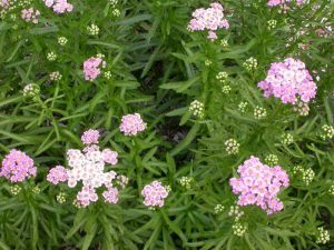 Achillea sibirica 'Stephanie Cohen'