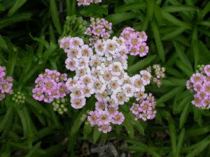 Achillea sibirica 'Stephanie Cohen'