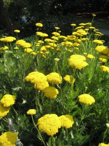 Achillea 'Moonshine'