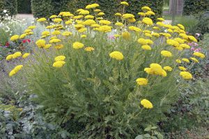 Achillea filipendulina 'Parker'