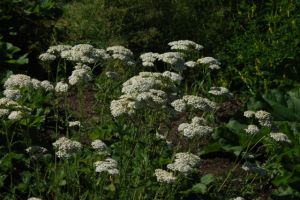 Achillea millefolium