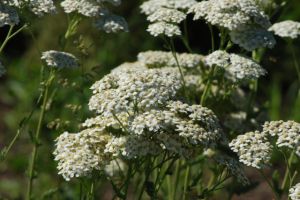 Achillea millefolium