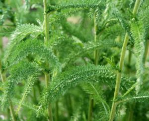 Achillea millefolium