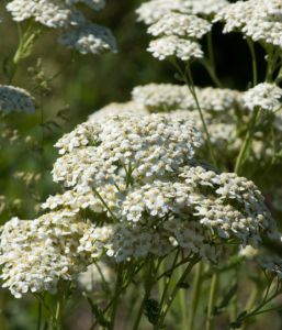 Achillea millefolium